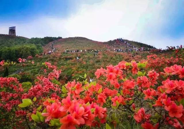 待到山花烂漫时,你在丛中笑!瑞安圣井山千亩杜鹃盛放