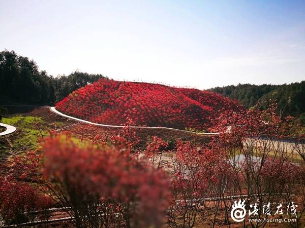 【美景】从涪陵出发仅1.5小时,零距离发现自然之美,未来这个村要火