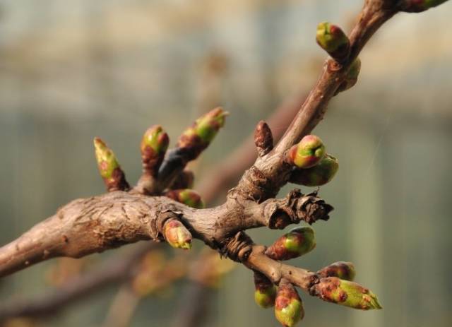 严冬已过,"冬眠"的樱桃树在温润的春分中慢慢的展露一点生色.