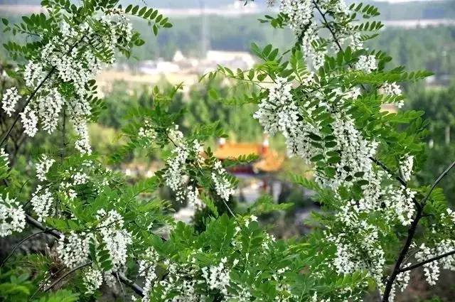 活动名称:滕州市龙阳镇第十届槐花节