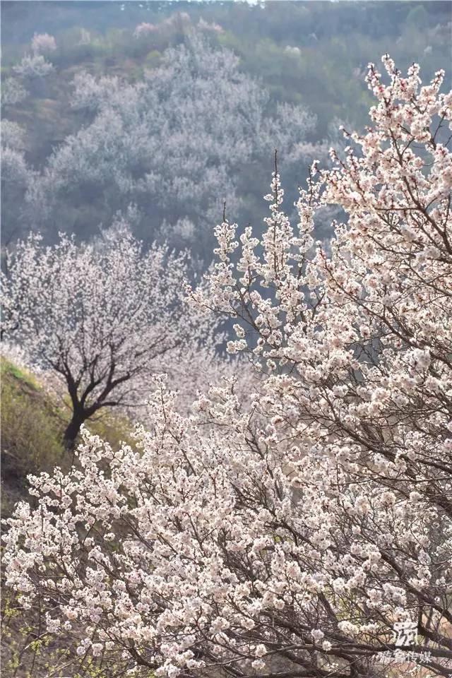 杂志|抚顺:踏青赏花追逐春的脚步