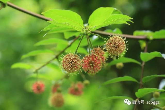 "五一"赏花游园喝凉茶 植物押花画做起来