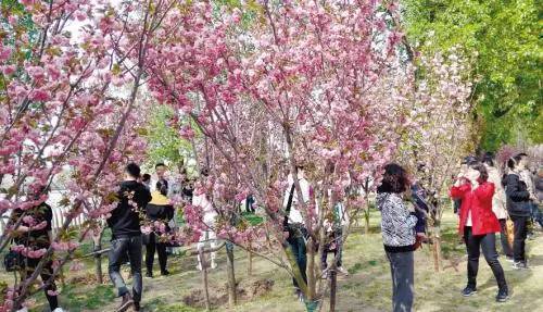 今年将继续举办 "樱花节",大家可以在长白岛森林公园 过樱花桥,走樱花