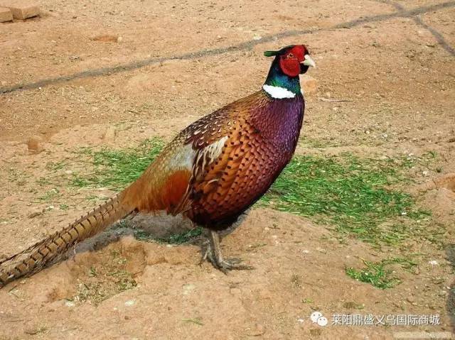 七彩山鸡(学名:phasianus colchicus linnaeus),俗称野鸡,又称雉鸡