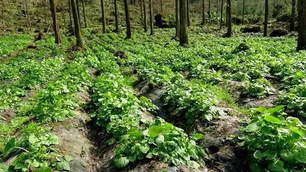 高山种植的山葵