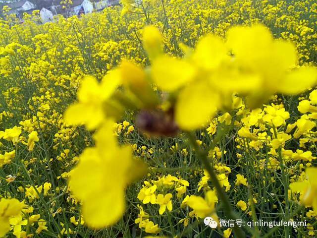 商洛江山首届油菜花●蜂蜜旅游节-秦岭小蜜蜂邀你"品蜜领万红包"啦!