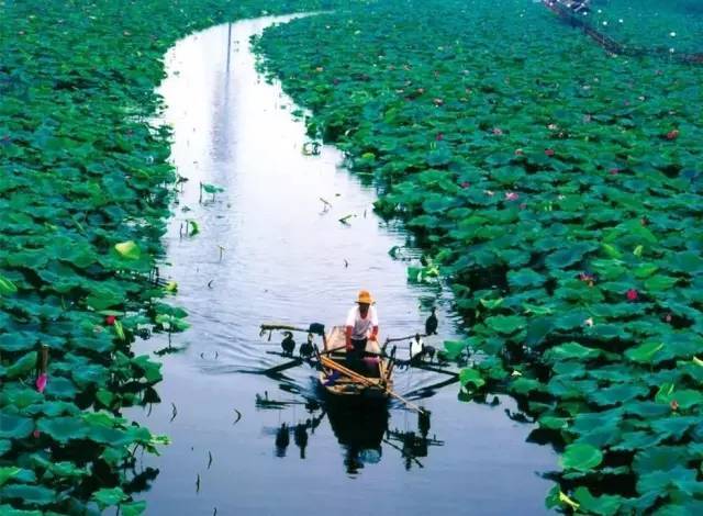 荷花淀▼