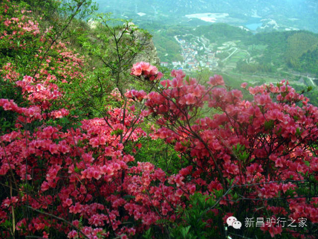 春末夏初之际,东茗大岩岗上的杜鹃花竞相开放.