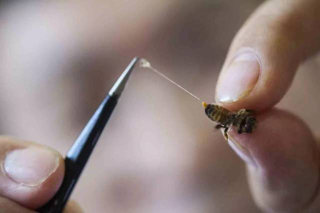 是利用活蜜蜂螫器官为针具,循人体经络,皮部,穴位施行不同针刺方法