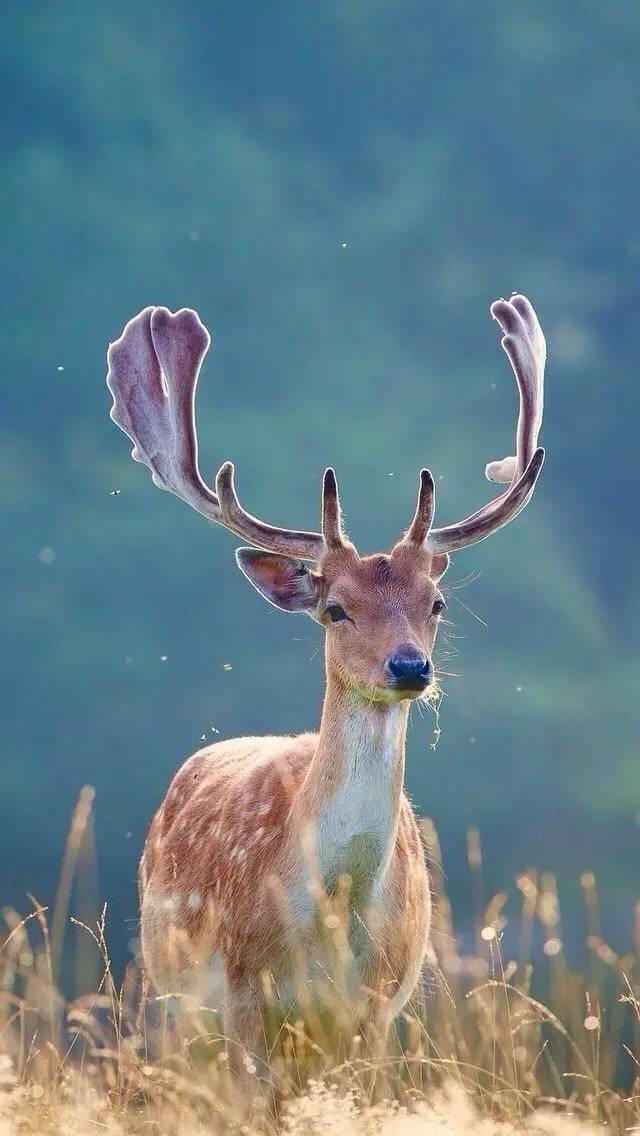 长颈鹿角不止长在长颈鹿头上!