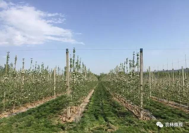 提质增效:矮砧密植果园成为未来果农种植苹果的首选