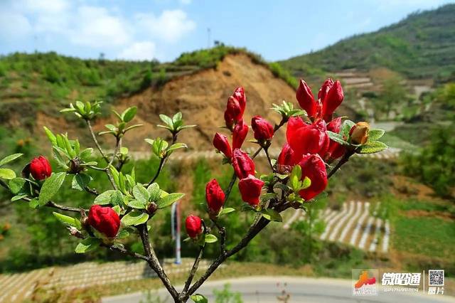 昭通乐居:春风十里花争艳 岭上开遍映山红(图)