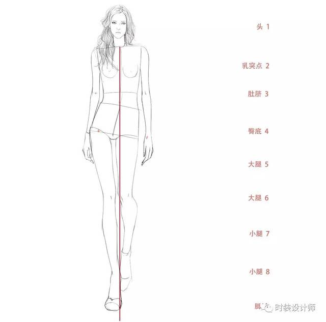 手绘干货 | 服用人体 服装效果图人体比例 北服考研人体结构比例详解