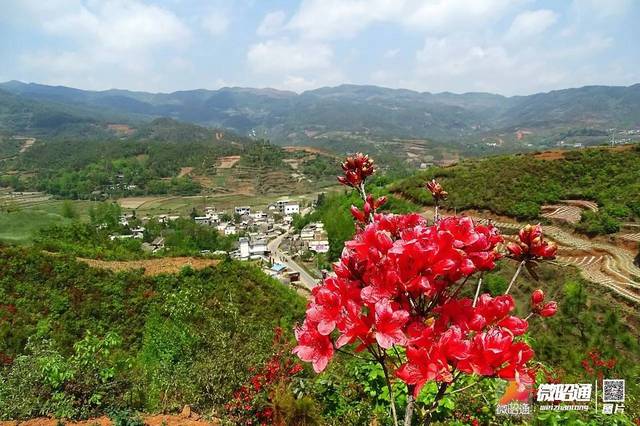 一"节期间,昭通市昭阳区乐居镇新河村周边的几座山岭上连片的野生