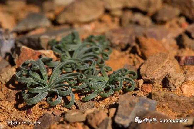 gethyllis fimbriatula 中文名暂无 石蒜科香果石蒜属〕叶片卷曲且