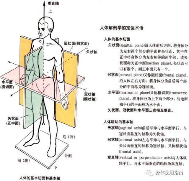 远端"和"矢状面正中面"为参照点,运动轨迹为"冠状面"和"水平面"弧形