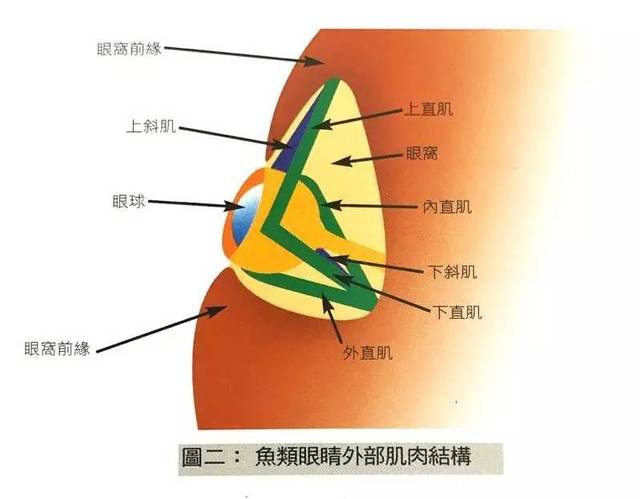 龙鱼掉眼问题,又有了更深入科学的见解