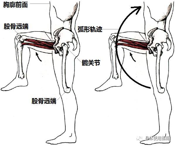 以"髋关节"为轴点,"股骨远端"和"矢状面正中面"为参照点,运动轨迹为"