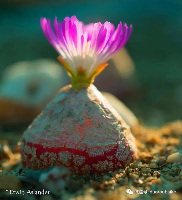 conophytum burgeri 灯泡 番杏科肉锥花属〕像开在宝石上的花朵