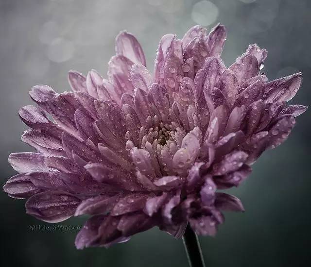 【亿中分享】超漂亮的花卉摄影作品欣赏