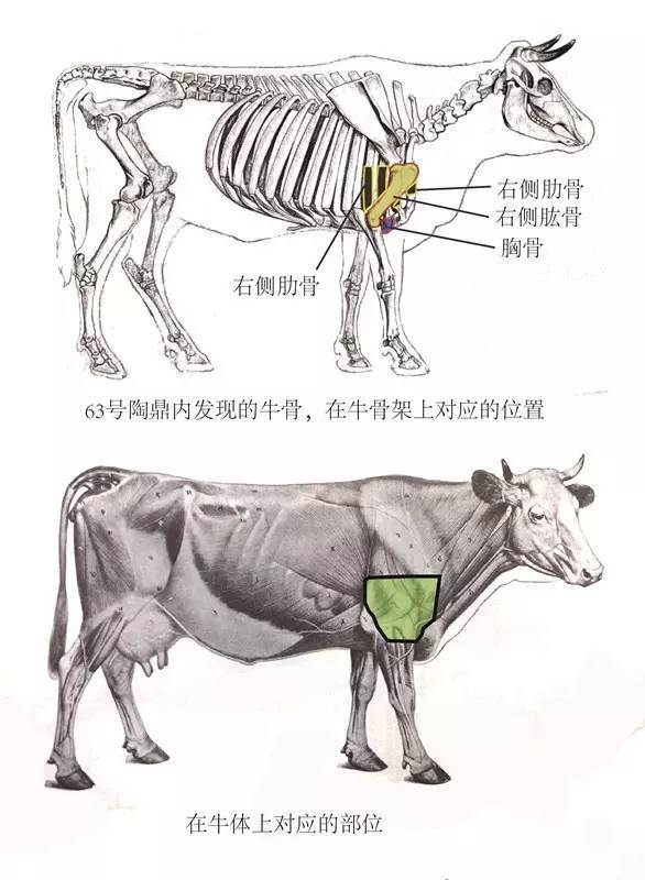 三,63号陶鼎内牛骨初步鉴定结果