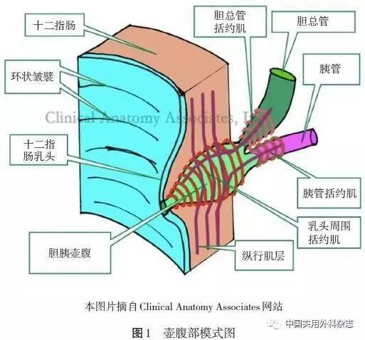 国际外科动态∣美国癌症联合委员会壶腹部癌分期系统