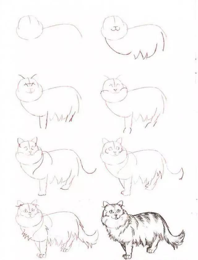 简笔画 | 教你画个中姿态的猫