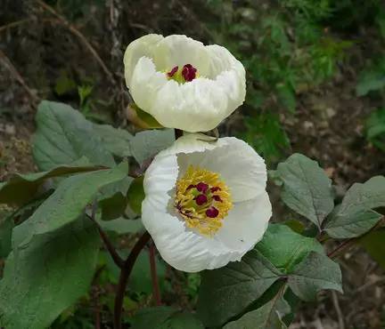 太白山上的花仙——芍药