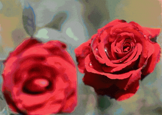 玫瑰,一眼望去,全是花朵的影子,红的,粉的,黄的,娇艳的花朵一朵紧凑着