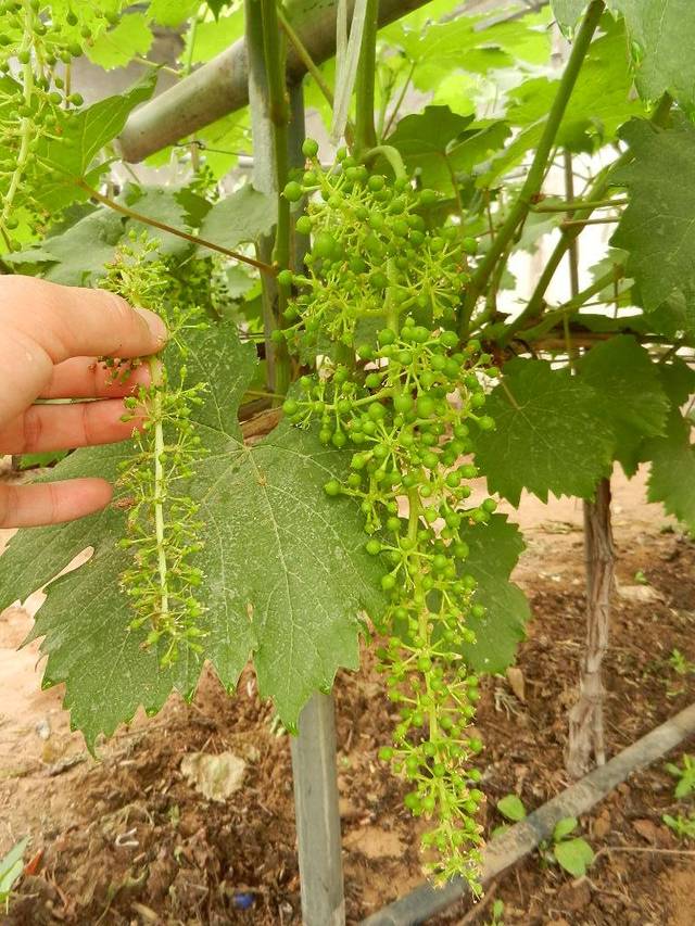 植物生长调节剂在葡萄生产中的应用