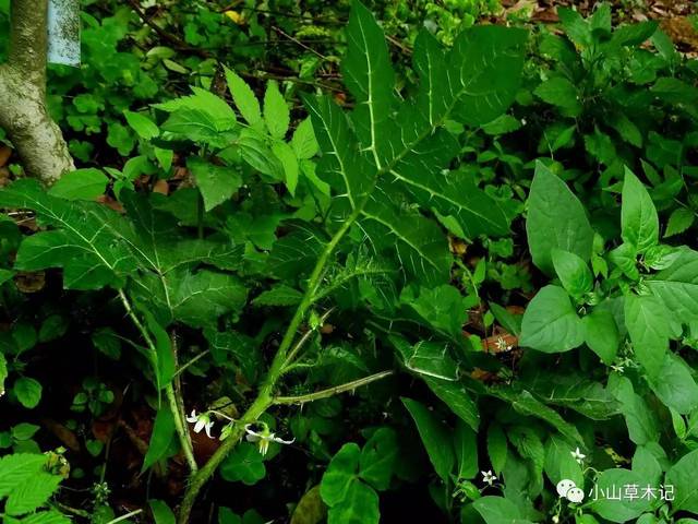 牛茄子( solanum virginianum,茄科茄属).别名颠茄,番鬼茄等.