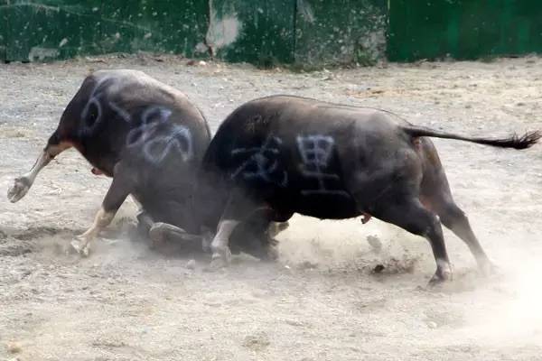 "黑霸王"今年11岁,出道以来,从没有被打败过,又称"打遍天下无敌手"