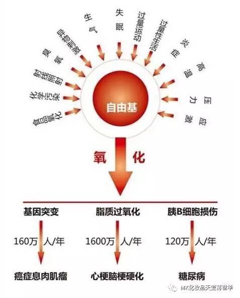 在自由基的作用下,胶原蛋白会发生反应,使皮肤得不到足够的营养供应