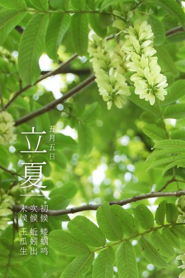 立夏丨我喜欢夏天,夏天你好!