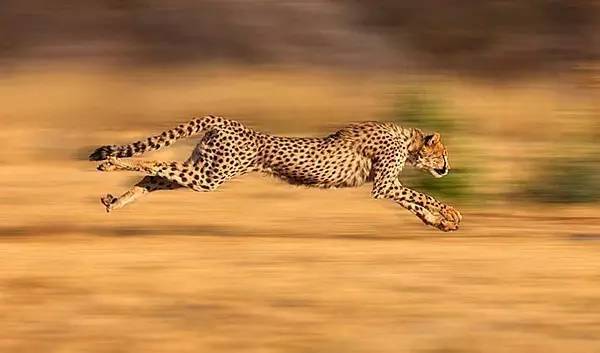 猎豹是世界上在陆地上奔跑得最快的动物,它的时速可以达到115公里.