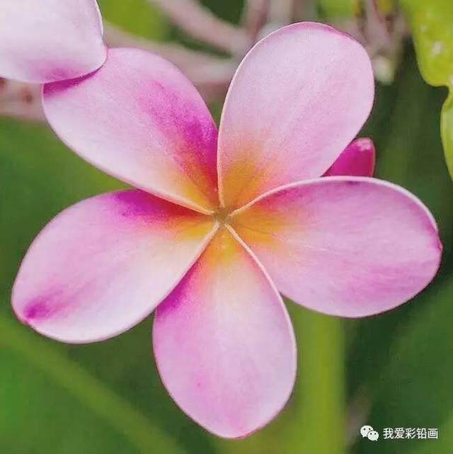 简单的粉红鸡蛋花