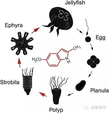 5.太空环境不影响昆虫变态发育