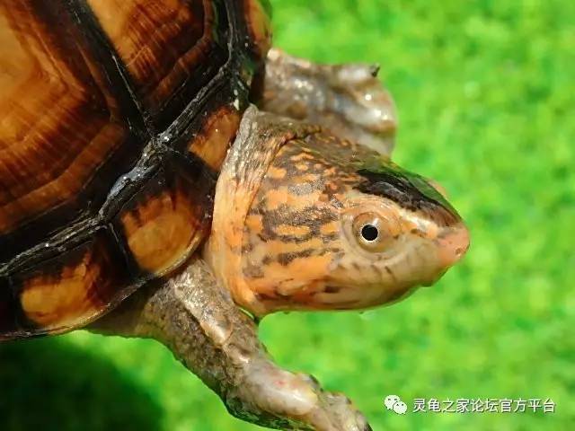 蝎泽龟的4个亚种 白喉泥龟与红面泥龟的区分