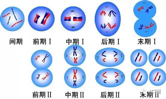 一个gnoncyte在分裂时,染色体只复制一次,而细胞会经历两次分裂,由一