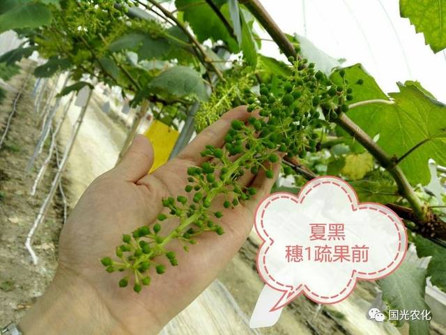 夏黑葡萄:幼果绿豆大小,偏小,眼力好可着手疏果;眼力差先疏除50%左右