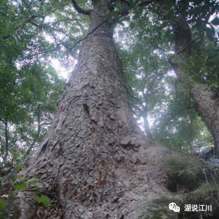 江川大麻栗树的传说缘来.