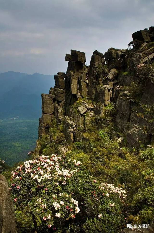 罗坑"茶岩顶"赏高山杜鹃花