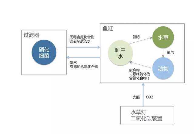 零基础搭建属于自己的生态鱼缸(设备 造景篇)