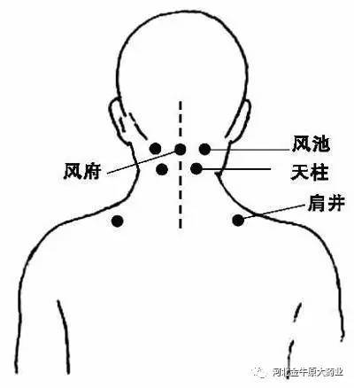 取穴位置:位于后颈部,后头骨下,两条大筋外缘陷窝中,相当于耳垂齐平.