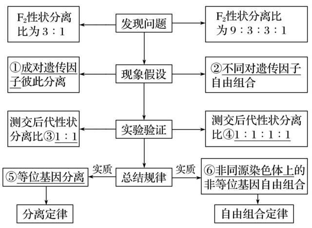 核心提炼 理清孟德尔遗传规律发现的"假说—演绎法"