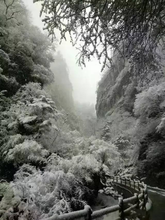 立夏宕昌下雪了,来看看官鹅沟的五月飞雪有多美!