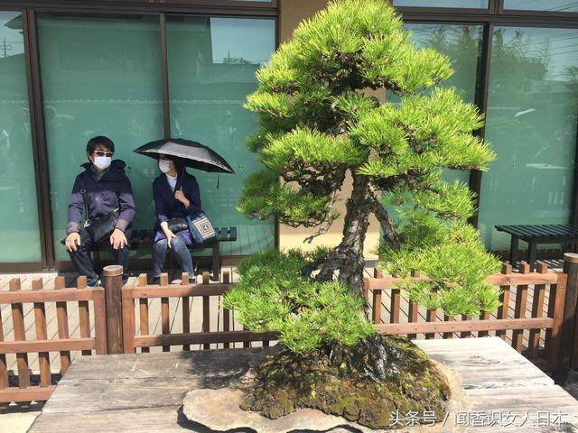 日本的大宫盆栽村在这里居住是有条件的