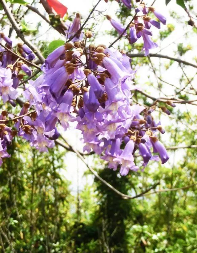 紫花泡桐  平台声明