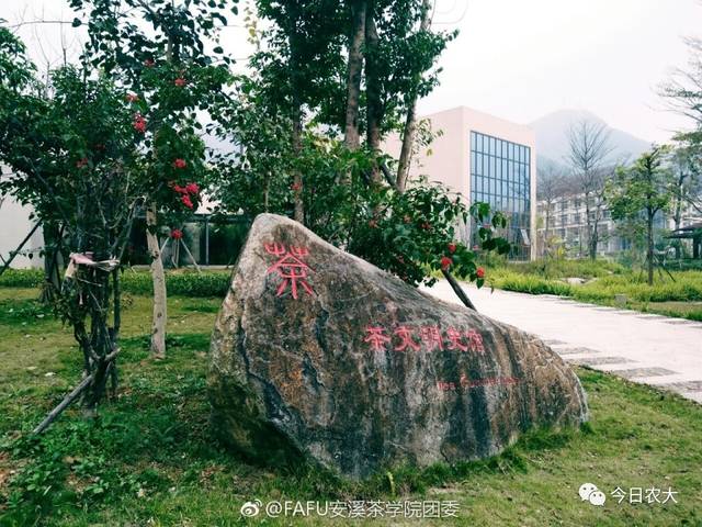 福建农林大学安溪茶学院见闻录:学茶到底在学什么?