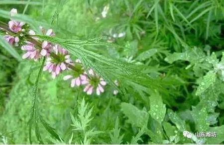 14,益母草:野地里常见,但没想到它是治妇科病的良药,夏季生长茂盛花未